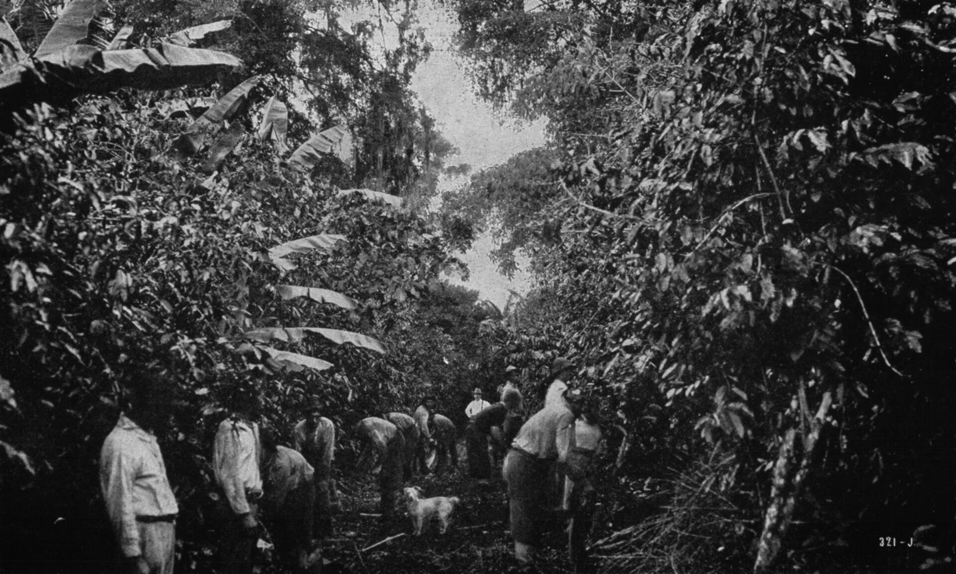 El café, una tradición que marca el paisaje del Valle Central