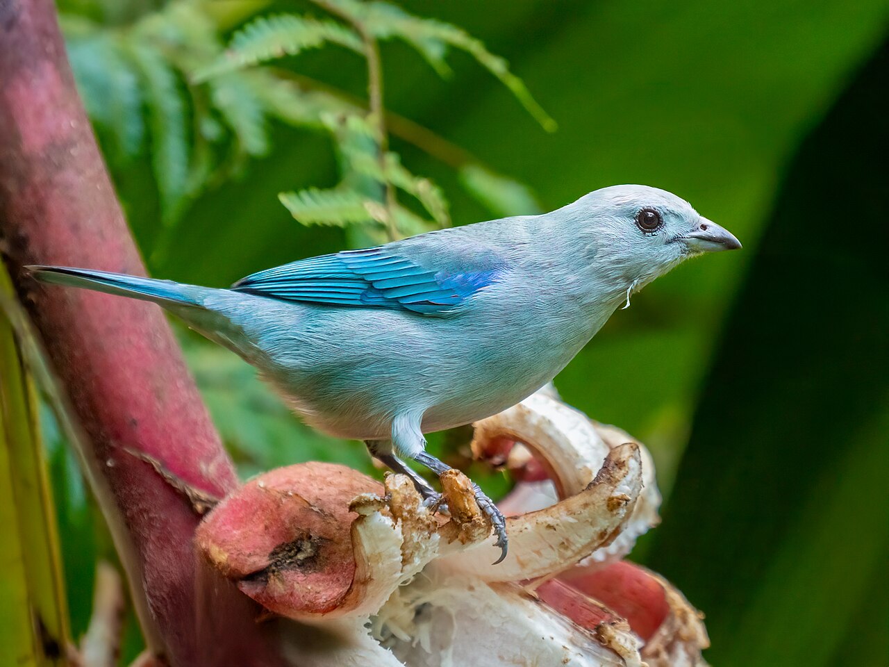 La «viuda»: el ave azul que visita los jardines ticos